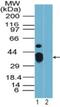 Rhox-9 antibody, NBP2-23844, Novus Biologicals, Western Blot image 