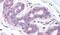 Solute Carrier Family 39 Member 6 antibody, PA5-33035, Invitrogen Antibodies, Immunohistochemistry frozen image 