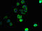 Solute Carrier Family 43 Member 3 antibody, LS-C379058, Lifespan Biosciences, Immunofluorescence image 