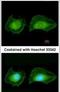 Serum/Glucocorticoid Regulated Kinase Family Member 3 antibody, PA5-29376, Invitrogen Antibodies, Immunofluorescence image 