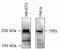 Bromodomain Adjacent To Zinc Finger Domain 2A antibody, 49-1037, Invitrogen Antibodies, Western Blot image 