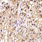 Elongin A antibody, LS-C349006, Lifespan Biosciences, Immunohistochemistry frozen image 