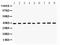 Paraoxonase 2 antibody, PA2254, Boster Biological Technology, Western Blot image 