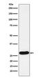 Proteinase 3 antibody, M03863-2, Boster Biological Technology, Western Blot image 