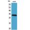 BAG1L-Specific antibody, LS-C387121, Lifespan Biosciences, Western Blot image 