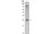 NK3 Homeobox 1 antibody, MBS830047, MyBioSource, Western Blot image 