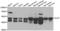 Dihydrolipoamide S-Succinyltransferase antibody, LS-C348982, Lifespan Biosciences, Western Blot image 