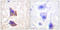 Interleukin 6 Signal Transducer antibody, LS-C198749, Lifespan Biosciences, Immunohistochemistry frozen image 