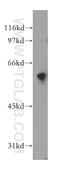 Dual Specificity Tyrosine Phosphorylation Regulated Kinase 4 antibody, 12890-2-AP, Proteintech Group, Western Blot image 