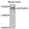 Contactin Associated Protein Like 2 antibody, STJ29602, St John