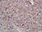 Carbohydrate Sulfotransferase 1 antibody, orb157743, Biorbyt, Immunohistochemistry paraffin image 