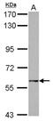 GTP Binding Protein 2 antibody, NBP2-16764, Novus Biologicals, Western Blot image 