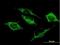 Serine Hydroxymethyltransferase 2 antibody, H00006472-B01P, Novus Biologicals, Immunocytochemistry image 