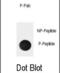NFKB Inhibitor Alpha antibody, abx032083, Abbexa, Dot Blot image 