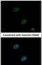 TLE Family Member 4, Transcriptional Corepressor antibody, PA5-30192, Invitrogen Antibodies, Immunofluorescence image 