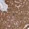 Thioesterase Superfamily Member 4 antibody, HPA028161, Atlas Antibodies, Immunohistochemistry frozen image 