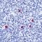 Human IgD antibody, PA5-16400, Invitrogen Antibodies, Immunohistochemistry frozen image 