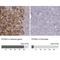 Proprotein Convertase Subtilisin/Kexin Type 2 antibody, NBP2-48942, Novus Biologicals, Immunohistochemistry paraffin image 