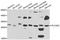 Phosphatidylinositol Specific Phospholipase C X Domain Containing 2 antibody, A7615, ABclonal Technology, Western Blot image 