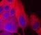 NME/NM23 Nucleoside Diphosphate Kinase 1 antibody, AF6019, R&D Systems, Immunofluorescence image 