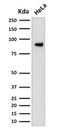 TLE Family Member 1, Transcriptional Corepressor antibody, GTX17920, GeneTex, Western Blot image 