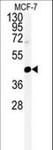 Centromere Protein N antibody, LS-C168671, Lifespan Biosciences, Western Blot image 