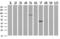 Golgi Reassembly Stacking Protein 1 antibody, GTX84422, GeneTex, Western Blot image 