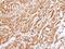 Tyrosine 3-Monooxygenase/Tryptophan 5-Monooxygenase Activation Protein Epsilon antibody, PA5-28937, Invitrogen Antibodies, Immunohistochemistry frozen image 