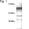Phosphodiesterase 6C antibody, PA1-721, Invitrogen Antibodies, Western Blot image 