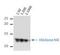 Histone Cluster 4 H4 antibody, MA5-18067, Invitrogen Antibodies, Western Blot image 