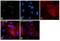 DNA-directed RNA polymerases I and III subunit RPAC2 antibody, PA5-30575, Invitrogen Antibodies, Immunofluorescence image 