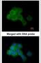 Eukaryotic Elongation Factor 2 Kinase antibody, PA5-22175, Invitrogen Antibodies, Immunofluorescence image 