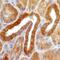Sterol Regulatory Element Binding Transcription Factor 2 antibody, MAB7119, R&D Systems, Immunohistochemistry paraffin image 