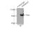 Sosondowah Ankyrin Repeat Domain Family Member C antibody, 24033-1-AP, Proteintech Group, Immunoprecipitation image 