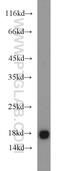 Ubiquitin Conjugating Enzyme E2 V2 antibody, 10689-1-AP, Proteintech Group, Western Blot image 