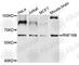 Ring Finger Protein 168 antibody, A3556, ABclonal Technology, Western Blot image 
