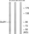 GluA1 antibody, LS-B11353, Lifespan Biosciences, Western Blot image 