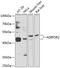 Adiponectin Receptor 2 antibody, 14-623, ProSci, Western Blot image 