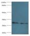 COP9 Signalosome Subunit 7A antibody, MBS1492281, MyBioSource, Western Blot image 