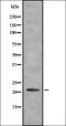 IL1FA antibody, orb335336, Biorbyt, Western Blot image 