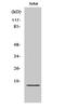 Growth Arrest And DNA Damage Inducible Gamma antibody, A04681, Boster Biological Technology, Western Blot image 