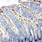 Tight Junction Protein 3 antibody, LS-C313103, Lifespan Biosciences, Immunohistochemistry frozen image 