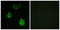 Olfactory Receptor Family 5 Subfamily H Member 1 antibody, LS-C120891, Lifespan Biosciences, Immunofluorescence image 