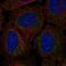 Ribonuclease P/MRP Subunit P14 antibody, NBP2-57532, Novus Biologicals, Immunofluorescence image 