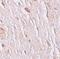 Solute Carrier Family 39 Member 7 antibody, PA5-21072, Invitrogen Antibodies, Immunohistochemistry paraffin image 