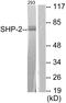 Protein Tyrosine Phosphatase Non-Receptor Type 11 antibody, LS-C117538, Lifespan Biosciences, Western Blot image 