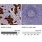Betaine--Homocysteine S-Methyltransferase 2 antibody, NBP1-85826, Novus Biologicals, Immunohistochemistry paraffin image 