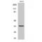 E2F Transcription Factor 6 antibody, LS-C383233, Lifespan Biosciences, Western Blot image 