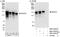 Nuclear Factor Of Activated T Cells 3 antibody, NBP2-04025, Novus Biologicals, Immunoprecipitation image 