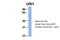 URI1 Prefoldin Like Chaperone antibody, NBP1-79413, Novus Biologicals, Western Blot image 